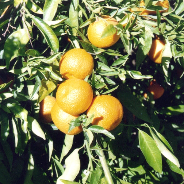 Monreal Clementine Budwood citrus plant material online shopping