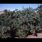 Monreal Clementine Budwood citrus plant material online shopping