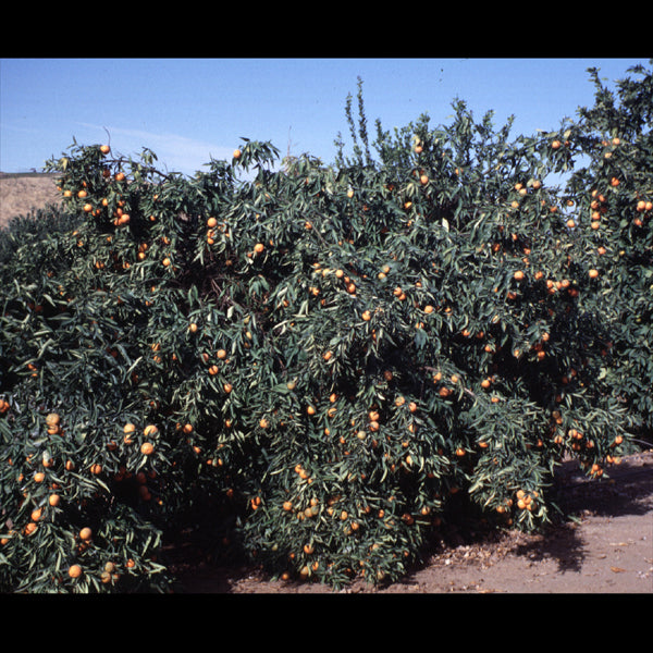 Monreal Clementine Budwood citrus plant material online shopping