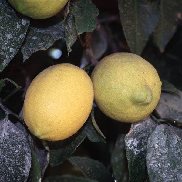 Allen-Utt Eureka Lemon Budwood citrus plant material online shopping