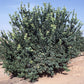 Allen-Utt Eureka Lemon Budwood citrus plant material online shopping