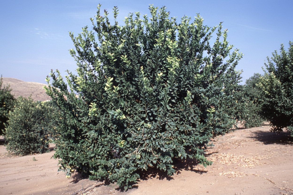 Allen-Utt Eureka Lemon Budwood citrus plant material online shopping
