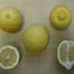 Dr. Strong Old Budline Lisbon Lemon Budwood citrus plant material online shopping