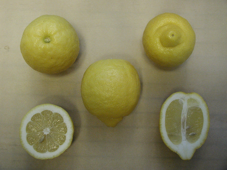 Dr. Strong Old Budline Lisbon Lemon Budwood citrus plant material online shopping