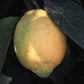 Dr. Strong Old Budline Lisbon Lemon Budwood citrus plant material online shopping