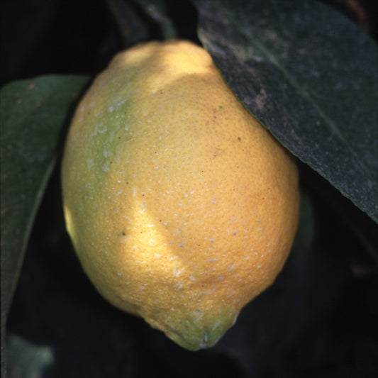 Dr. Strong Old Budline Lisbon Lemon Budwood citrus plant material online shopping