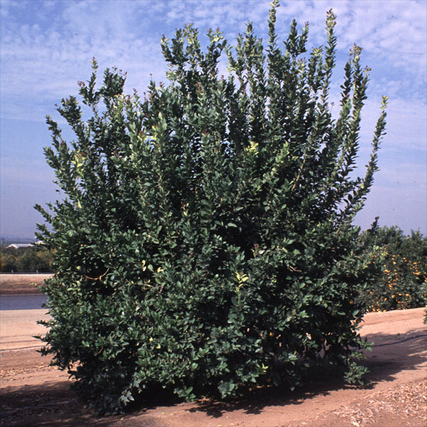 Dr. Strong Old Budline Lisbon Lemon Budwood citrus plant material online shopping