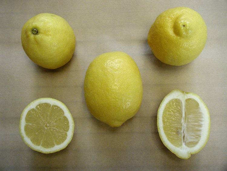 Villafranca Lemon Budwood citrus plant material online shopping