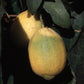 Villafranca Lemon Budwood citrus plant material online shopping