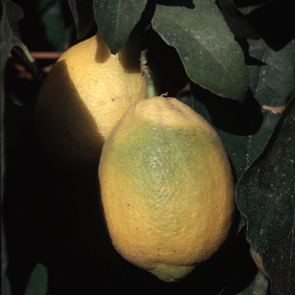 Villafranca Lemon Budwood citrus plant material online shopping