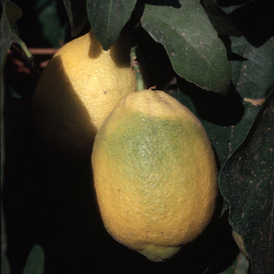 Villafranca Lemon Budwood citrus plant material online shopping