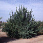 Villafranca Lemon Budwood citrus plant material online shopping