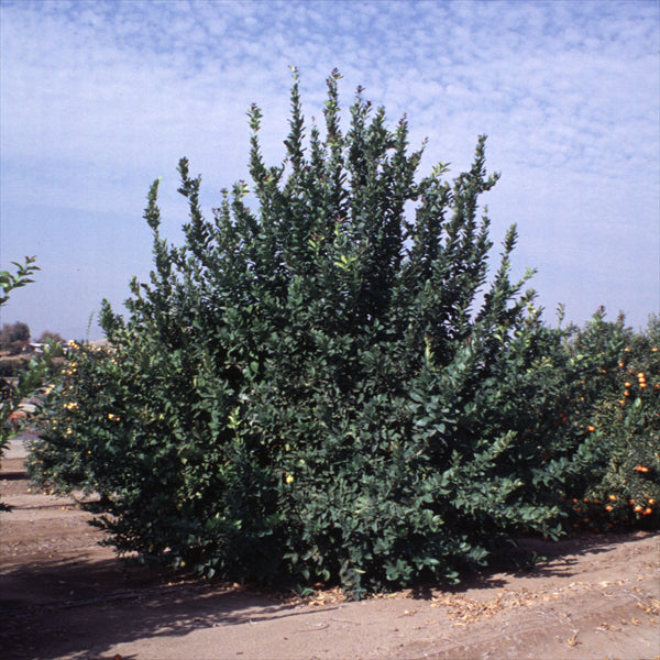 Villafranca Lemon Budwood citrus plant material online shopping