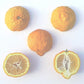 Schaub Rough Lemon Budwood citrus plant material online shopping