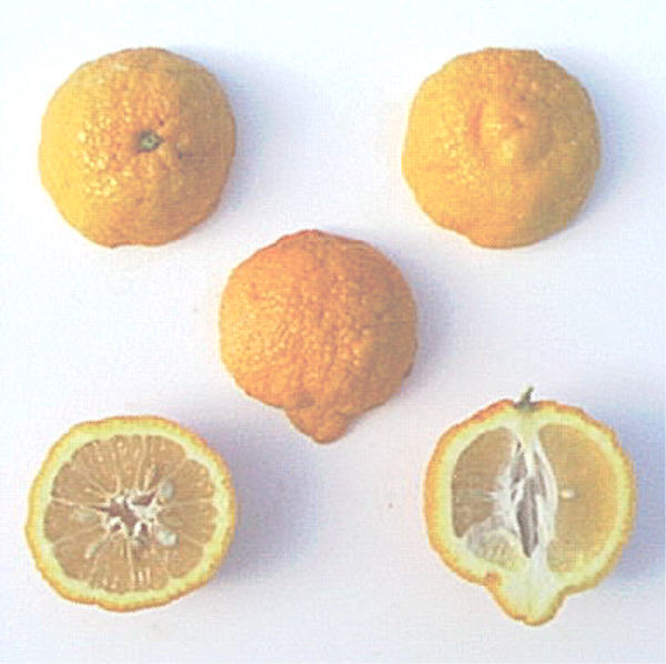 Schaub Rough Lemon Budwood citrus plant material online shopping