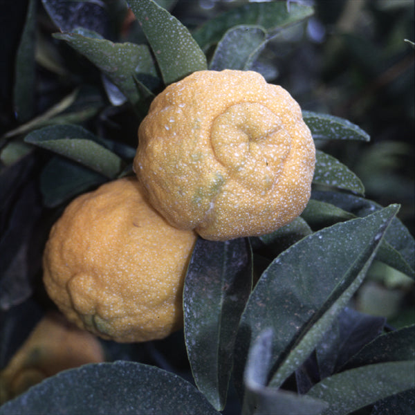 Schaub Rough Lemon Budwood citrus plant material online shopping