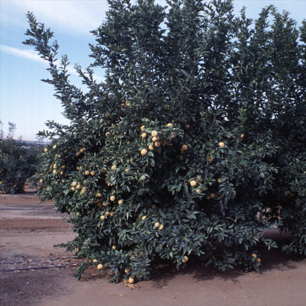 Schaub Rough Lemon Budwood citrus plant material online shopping