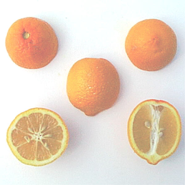 Volckamer Lemon Budwood citrus plant material online shopping