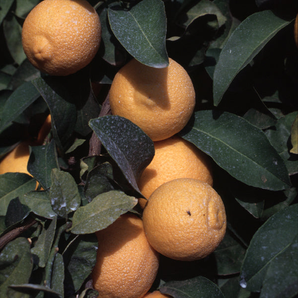 Volckamer Lemon Budwood citrus plant material online shopping