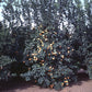 Volckamer Lemon Budwood citrus plant material online shopping