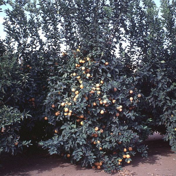 Volckamer Lemon Budwood citrus plant material online shopping