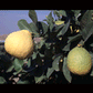 Ponderosa Lemon Plant citrus plant material online shopping
