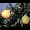 Ponderosa Lemon Plant citrus plant material online shopping
