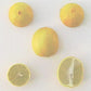 Mexican Lime Budwood citrus plant material online shopping