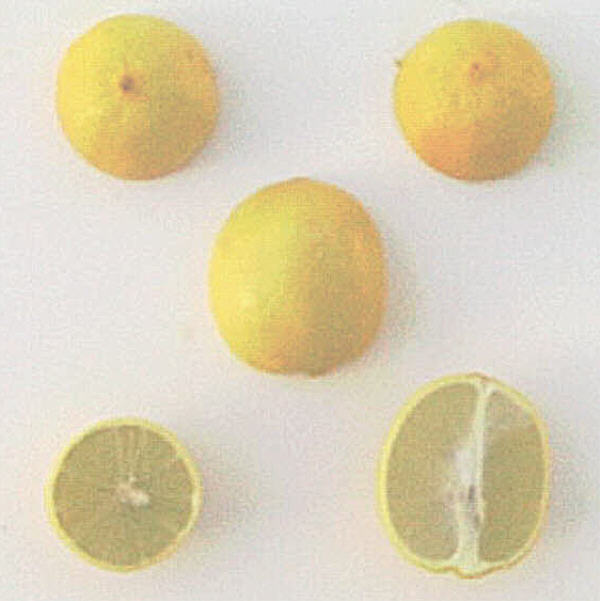 Mexican Lime Budwood citrus plant material online shopping