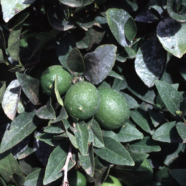 Mexican Lime Budwood citrus plant material online shopping