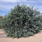 Mexican Key Lime Plant citrus plant material online shopping