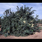 Yuma Ponderosa Lemon Pummelo Hybrid Budwood citrus plant material online shopping