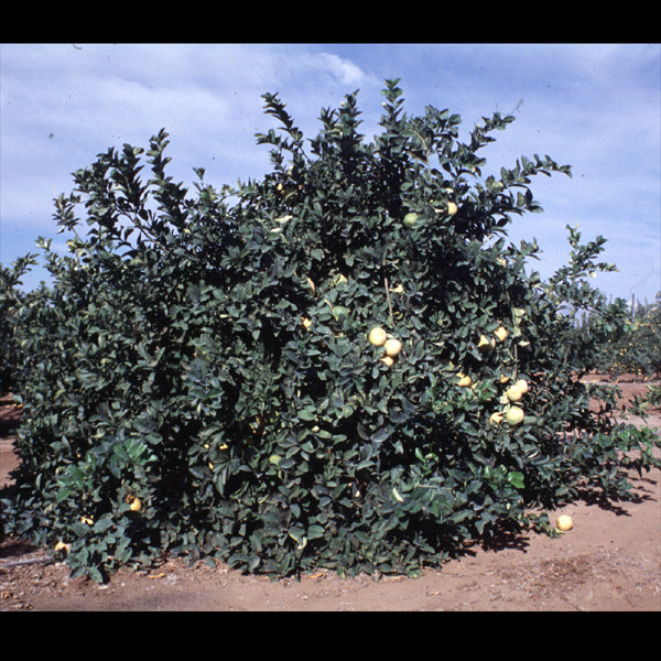 Yuma Ponderosa Lemon Pummelo Hybrid Budwood citrus plant material online shopping