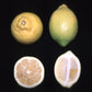Limonero Fino 49 Lemon Budwood citrus plant material online shopping