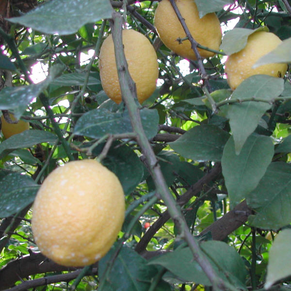 Limonero Fino 49 Lemon Budwood citrus plant material online shopping