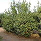 Limonero Fino 49 Lemon Budwood citrus plant material online shopping