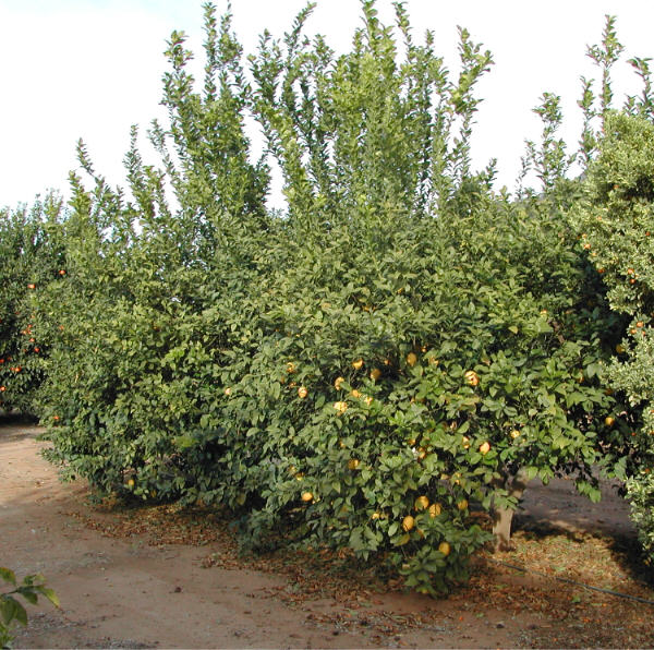 Limonero Fino 49 Lemon Budwood citrus plant material online shopping