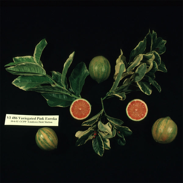 Variegated Pink Fleshed Eureka Lemon Budwood citrus plant material online shopping