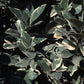Variegated Pink Fleshed Eureka Lemon Budwood citrus plant material online shopping