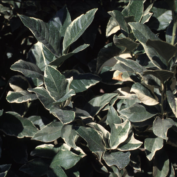 Variegated Pink Fleshed Eureka Lemon Budwood citrus plant material online shopping