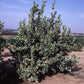 Variegated Pink Fleshed Eureka Lemon Budwood citrus plant material online shopping
