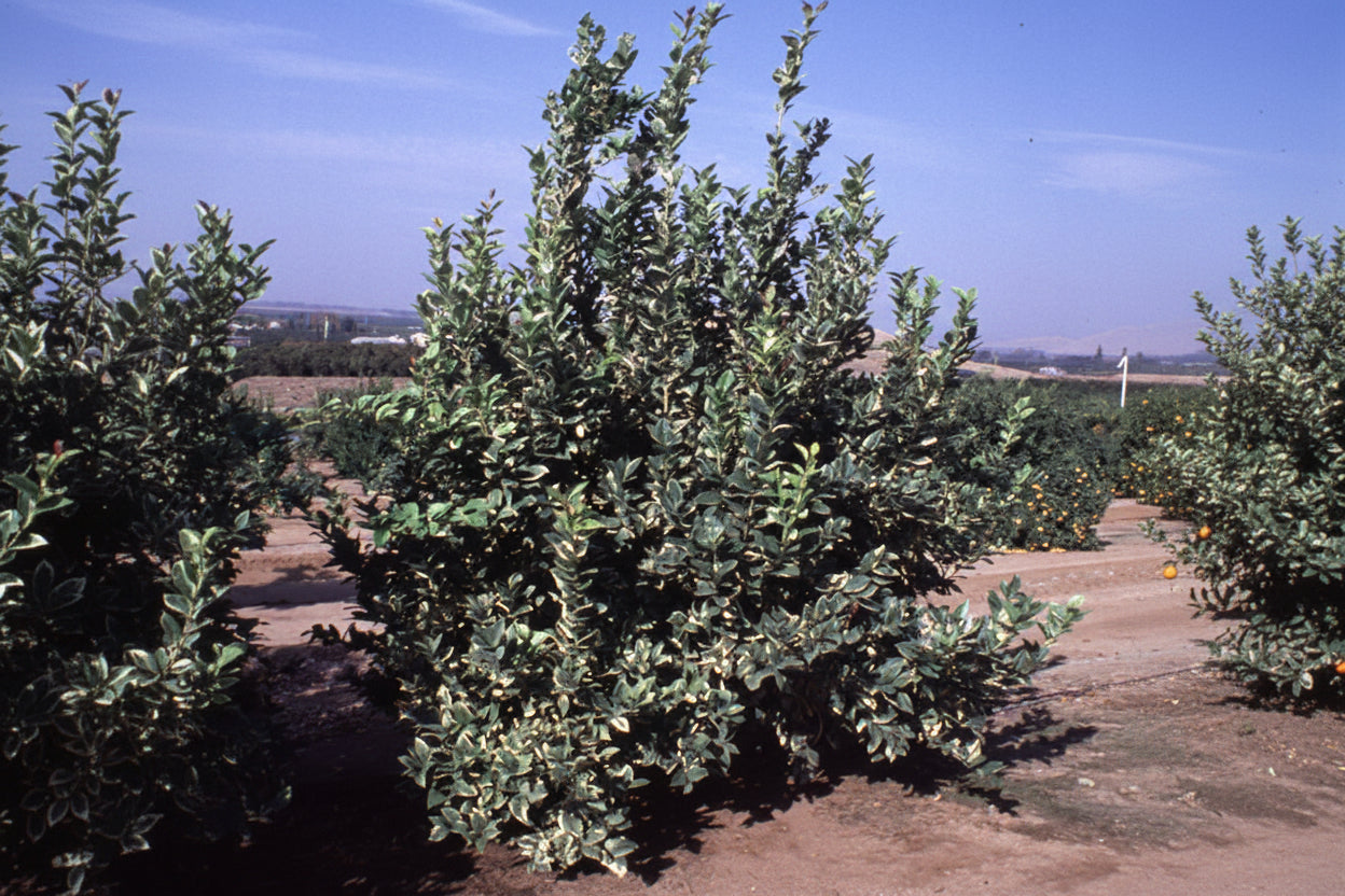 Variegated Pink Fleshed Eureka Lemon Budwood citrus plant material online shopping