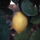 Seedless Lemon Budwood citrus plant material online shopping
