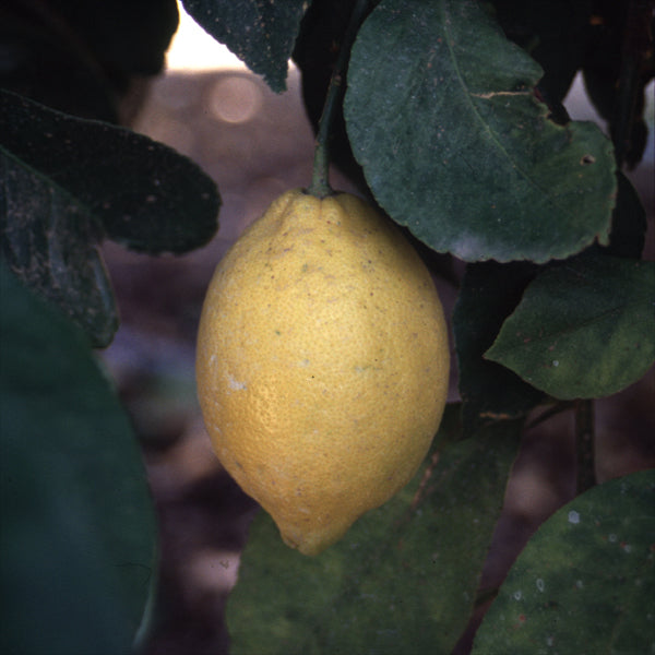 Seedless Lemon Budwood citrus plant material online shopping