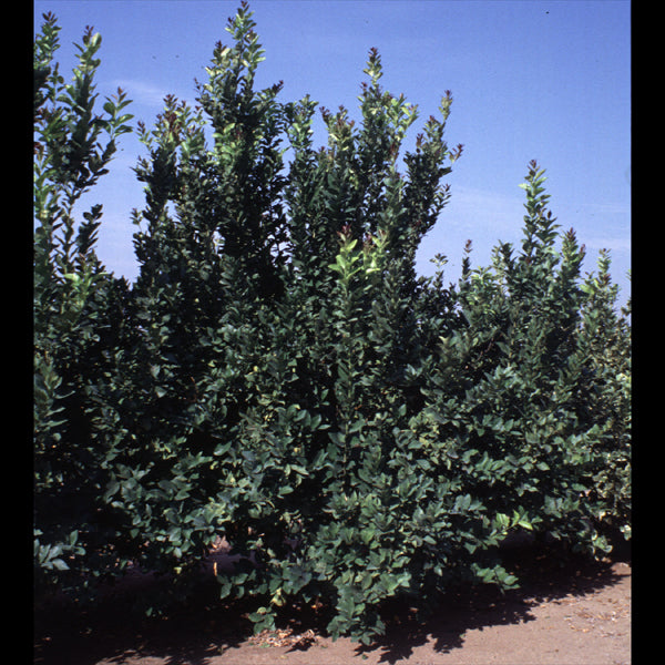 Seedless Lemon Budwood citrus plant material online shopping