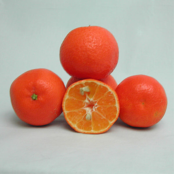 Fina Sodea Clementine Budwood citrus plant material online shopping