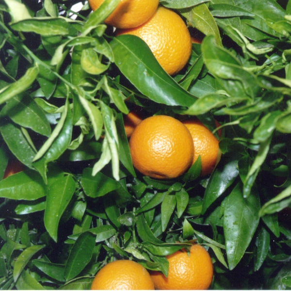 Fina Sodea Clementine Budwood citrus plant material online shopping
