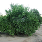 Fina Sodea Clementine Budwood citrus plant material online shopping