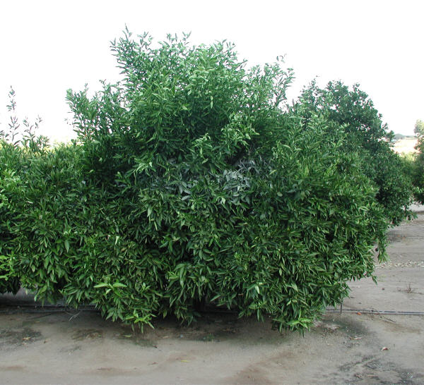Fina Sodea Clementine Budwood citrus plant material online shopping