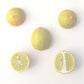 Thornless Mexican Lime Budwood citrus plant material online shopping